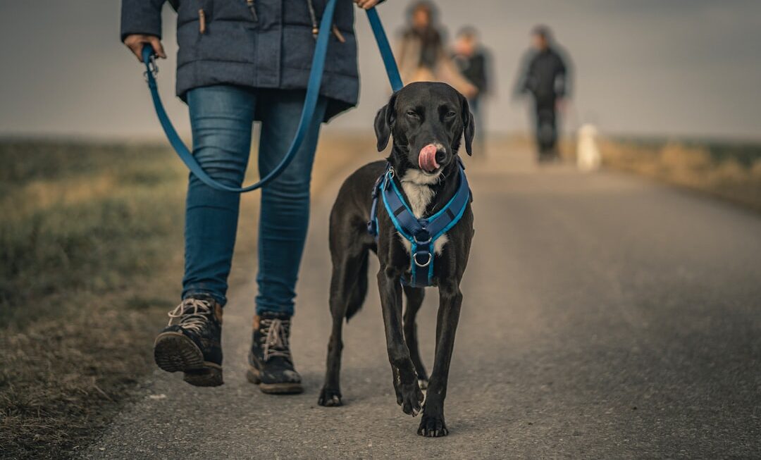 Photo Dog leash